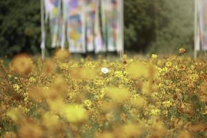 Orange and yellow cosmos flower blooming cosmos flower field, beautiful vivid natural summer garden outdoor park image. photo