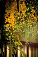 Beautiful golden shower flower Ratchaphruek, tropical yellow flower blooming in summer garden photo