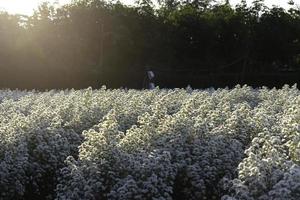 hermosa flor cortadora blanca que florece en forma de jardín, mae rim, chiang mai, tailandia foto