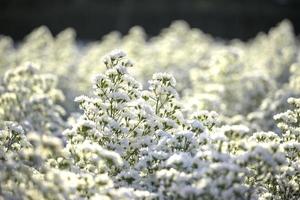 Beautiful white cutter flower blooming in the garden form, Mae Rim, Chiang Mai , Thailand photo