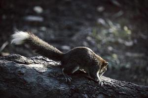 Brown squirrel climbing an old tree in park photo