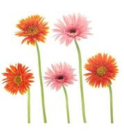 Beautiful blooming orange and pink gerbera daisy flower isolated on white background with clipping path photo