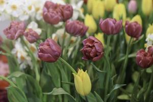 Purple tulip blooming in colorful flower field, beauliful spring garden flower, soft selective focus photo