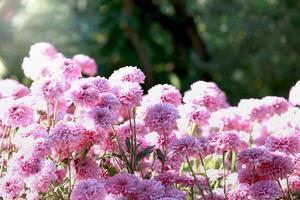 Beautiful pink chrysanthemum flower blooming in the garden photo
