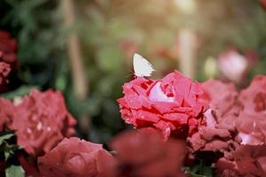 pequeña mariposa sobre rosas rojas que florecen en el jardín de verano, una de las flores más fragantes, las flores con mejor olor, hermosas y románticas foto