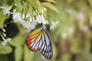 primer plano hermosa mariposa en agua salvaje ciruela flor blanca en el jardín de verano, mariposa monarca tigre fauna insecto en la naturaleza foto