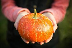 Orange round pumpkin in women's hands on a dark green background. Autumn harvest festival, farming, gardening, thanksgiving, Halloween. Warm atmosphere, natural products. Space for text