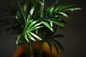 palm hamedorea bambú en una olla - primer plano de plantas de interior. hovea planta tropical, cuidado y cultivo foto