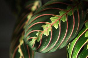 Beautiful maranta leaves with an ornament on a grey background close-up. Maranthaceae family is unpretentious plant. Copy space. Growing potted house plants, green home decor, care and cultivation photo