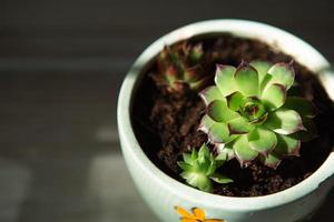 Echeveria in a pot in bright light with shadows. A house plant, a green home, a succulent is a symbol of harmony. Copy space. Care of indoor plants photo