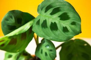 Beautiful maranta leaves with an ornament on a yellow background close-up. Maranthaceae family is unpretentious plant. Copy space. Growing potted house plants, green home decor, care and cultivation photo