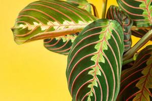 Beautiful maranta leaves with an ornament on a yellow background close-up. Maranthaceae family is unpretentious plant. Copy space. Growing potted house plants, green home decor, care and cultivation photo