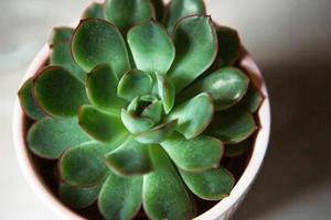 Echeveria in a pot in bright light with shadows. A house plant, a green home, a succulent is a symbol of harmony. Copy space. Care of indoor plants photo