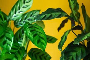 Calathea leopardina green pattern leaf close-up. Potted house plants, green home decor, care and cultivation, marantaceae variety. photo