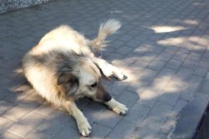 A stray large dog with a light long coat lies sadly on the sidewalk tiles. photo