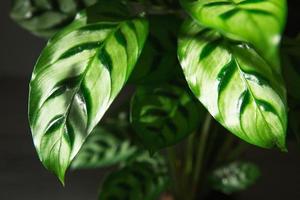 Calathea leopardina green pattern leaf close-up. Potted house plants, green home decor, care and cultivation, marantaceae variety. photo