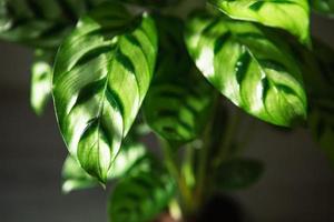 Calathea leopardina green pattern leaf close-up. Potted house plants, green home decor, care and cultivation, marantaceae variety. photo