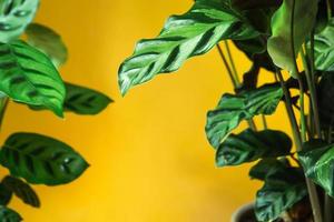 Calathea Lietzei green striped pattern leaf close-up. Potted house plants, green home decor, care and cultivation, marantaceae variety. photo