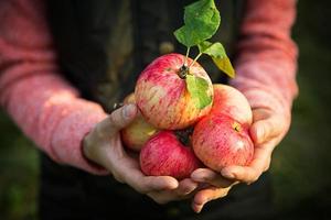 rosa con rayas manzanas frescas de ramas en manos de mujeres sobre un fondo verde oscuro. festival de la cosecha de otoño, agricultura, jardinería, acción de gracias. ambiente cálido, productos naturales ecológicos foto