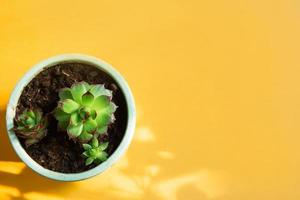 Echeveria in a pot in bright light with shadows. A house plant, a green home, a succulent is a symbol of harmony. Copy space. Care of indoor plants photo