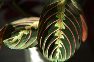 Beautiful maranta leaves with an ornament on a grey background close-up. Maranthaceae family is unpretentious plant. Copy space. Growing potted house plants, green home decor, care and cultivation photo