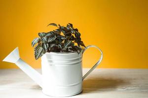 Houseplant pilea in a white watering can on the table on a yellow background. Comfort in the house, flower care, green house. Copy space photo