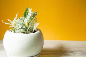 White-flowered tradescantia in a round pot on a table on a yellow background. Copy space. Growing potted house plants, green home decor, care and cultivation