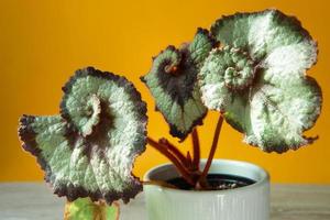 Beautiful leaves of decorative deciduous begonia with a close-up ornament in a pot. Copy space. Growing potted house plants, green home decor, care and cultivation photo