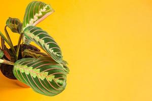 Beautiful maranta leaves with an ornament on a yellow background close-up. Maranthaceae family is unpretentious plant. Copy space. Growing potted house plants, green home decor, care and cultivation photo