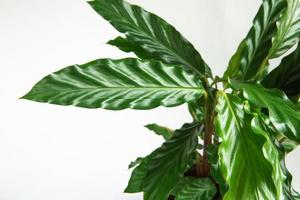 primer plano de hoja de terciopelo verde calathea rufibarba. plantas de interior en macetas, decoración del hogar verde, cuidado y cultivo, variedad marantaceae. foto