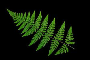 Green fern leaf on a black background, isolate. Natural dry leaf of the plant, ornament. photo