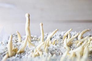 Sterile container with the mycelium of psilocybin mushrooms, psilocybe cubensis. Pin and primordia of the rasta white variety. Cultivation, creation of conditions. Microdosing, psychedelic trip photo