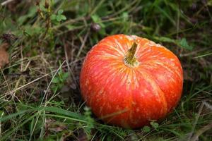 Orange round pumpkin on green grass. Autumn harvest festival, Halloween, thanksgiving. Space for text photo