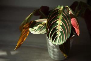 Beautiful maranta leaves with an ornament on a grey background close-up. Maranthaceae family is unpretentious plant. Copy space. Growing potted house plants, green home decor, care and cultivation photo