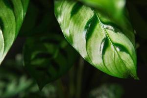 Calathea leopardina green pattern leaf close-up. Potted house plants, green home decor, care and cultivation, marantaceae variety. photo