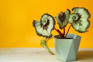 Beautiful leaves of decorative deciduous begonia with a close-up ornament in a pot. Copy space. Growing potted house plants, green home decor, care and cultivation photo