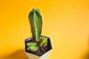 divertido cactus en forma de pene masculino. plantas de interior en macetas, decoración del hogar, cuidado y cultivo foto