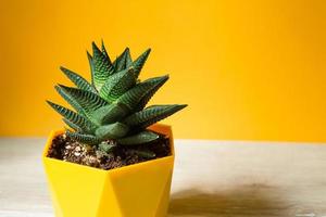 Haworthia in a pot on a yellow background. A house plant, a green home, a succulent is a symbol of harmony. Copy space. Care of indoor plants photo