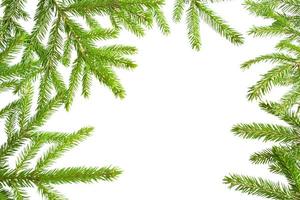 Natural frame of fresh green spruce branches on a white background, isolate. Christmas, new year, Christmas tree. Copy space photo