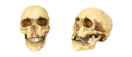 un modelo de un cráneo humano sobre un fondo blanco, aislado. hueso de la cabeza, cuencas de los ojos, dientes: un concepto para la ciencia, la medicina, halloween.