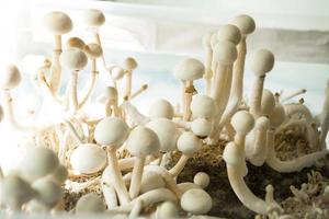 Sterile container with the mycelium of psilocybin mushrooms, psilocybe cubensis. Pin and primordia of the rasta white variety. Cultivation, creation of conditions. Microdosing, psychedelic trip photo