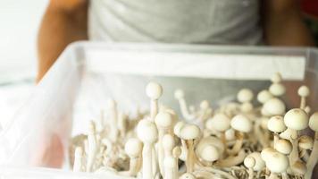 Box with psilocybin mushrooms, variety psilocybe cubensis rasta white in the hands of a man. Cultivation, creation of conditions. Microdosing, psychedelic trip, recreation and change of consciousness photo