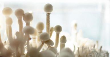 Sterile container with the mycelium of psilocybin mushrooms, psilocybe cubensis. Pin and primordia of the rasta white variety. Cultivation, creation of conditions. Microdosing, psychedelic trip photo
