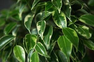 Variegate foliage of ficus Benjamin in a round pot close-up. Growing potted house plants, green home decor, care and cultivation photo