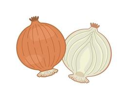 vector full and half of onion