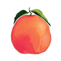 fruit of citrus fruit greyfruit vector illustration