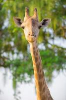 Close up of the head of a female giraffe photo