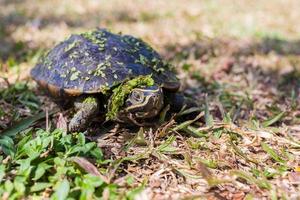 The small black turtle is walking in the grass field. The green grass stick on its body. photo