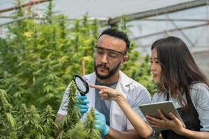 Two scientists using magnifying glass checking cannabis plant for research in a greenhouse. Alternative medicine. Growing organic cannabis herb on the farm. Marijuana for alternative medical concept. photo