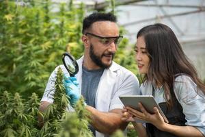 Two scientists using magnifying glass checking cannabis plant for research in a greenhouse. Alternative medicine. Growing organic cannabis herb on the farm. Marijuana for alternative medical concept. photo